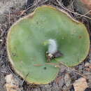 Image of Garden Route Hair Orchid