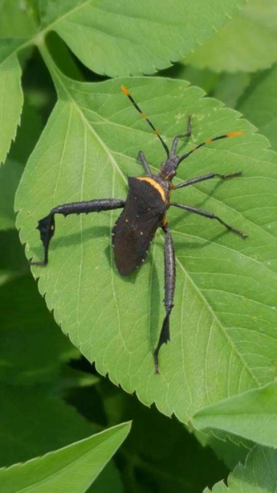 Image of Passionvine Bug