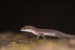 Image of Cyrtodactylus cattienensis Geissler, Nazarov, Orlov, Böhme, Phung, Nguyen & Ziegler 2009