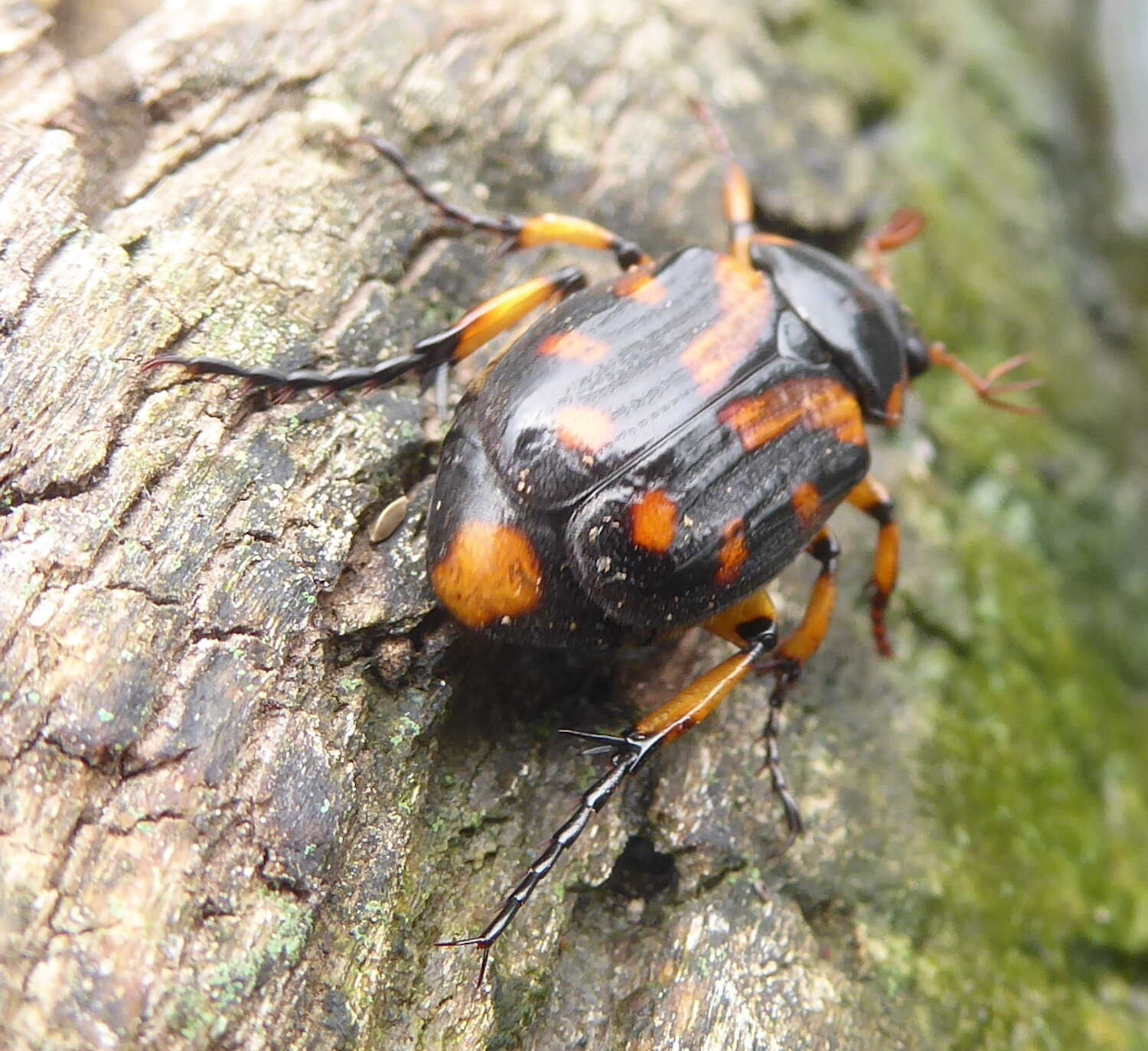 Image de Stripsipher orientalis Ricchiardi, Perissinotto & Clennell 2008