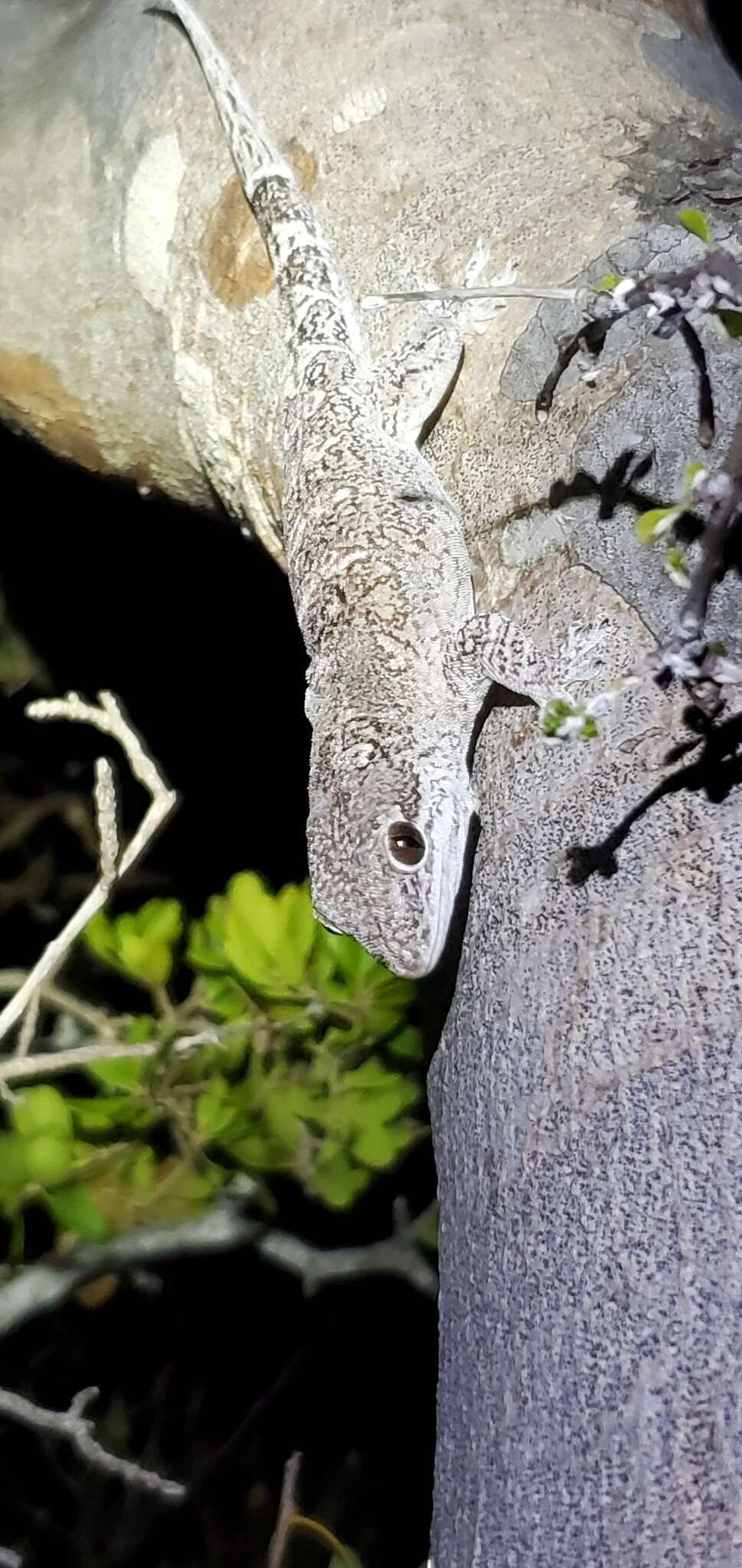 Image of Hecht's Caribbean Gecko