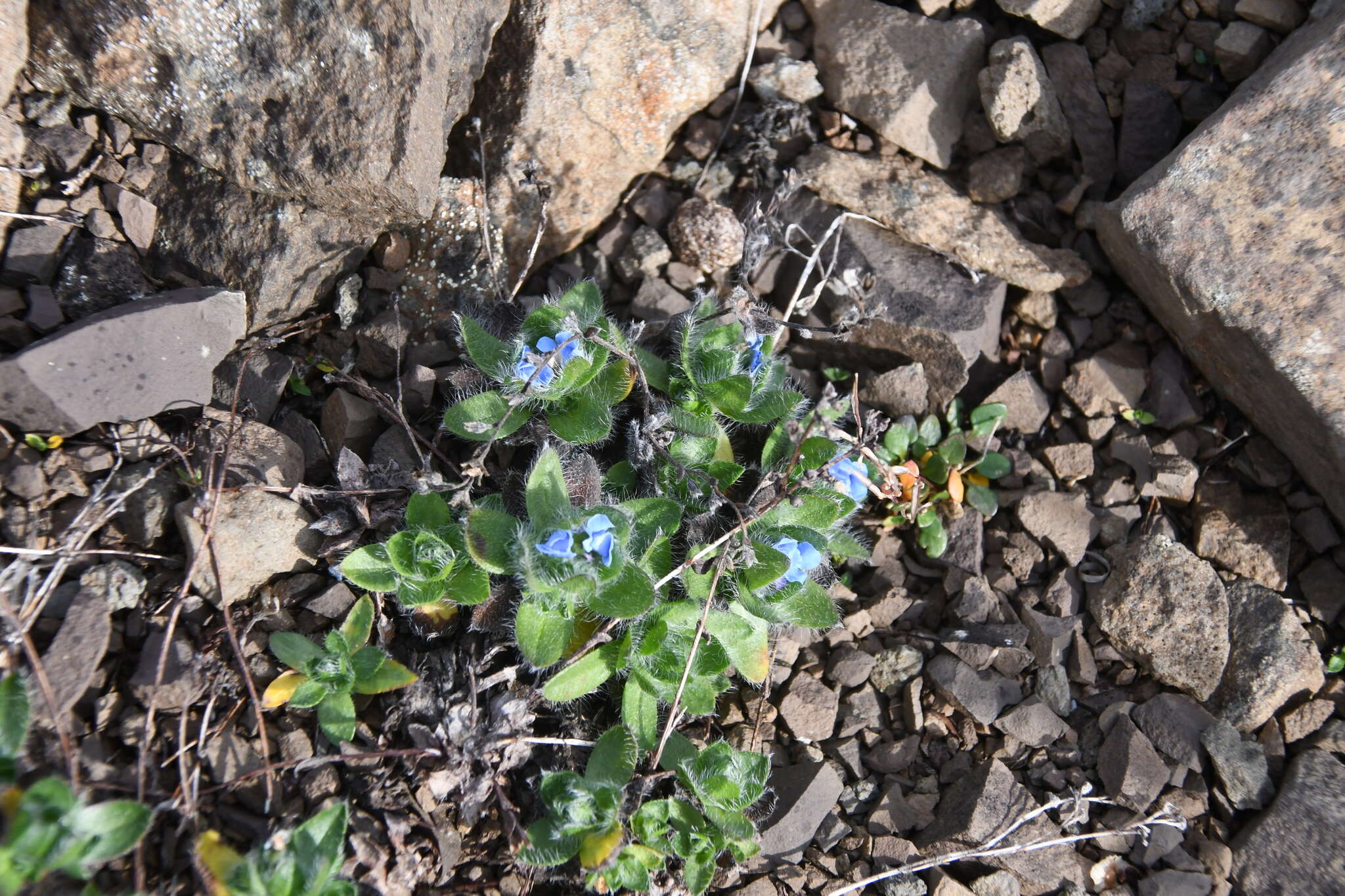 Image de Eritrichium villosum subsp. pulvinatum V. V. Petrovskii