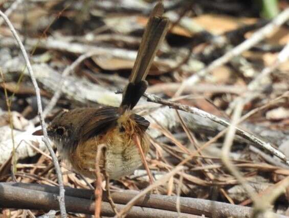 Image of Red-backed Fairy-wren