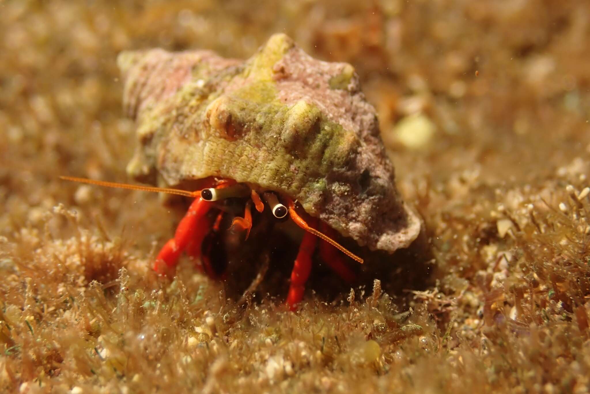 Image of California scarlet hermit crab