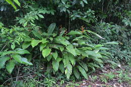 Image of Heliconia richardiana Miq.