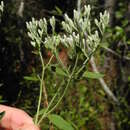 Eupatorium maritimum E. E. Schill. resmi