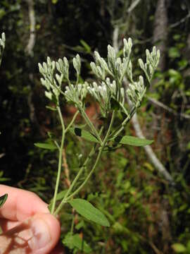 Image of Eupatorium maritimum E. E. Schill.