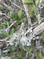 Image of Arnold's parmotrema lichen