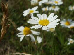 Image of corn chamomile