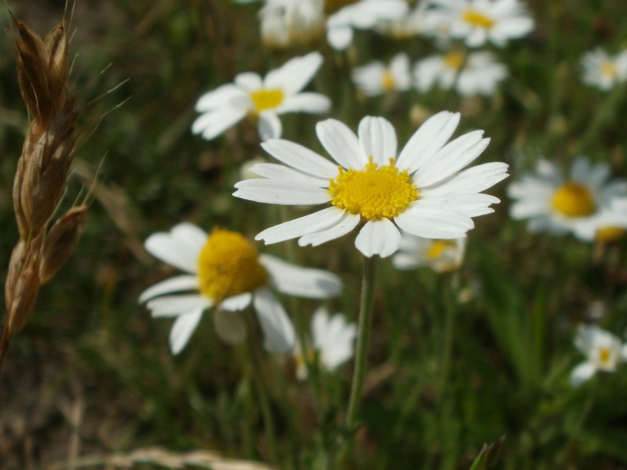 Anthemis arvensis L. resmi