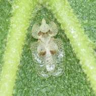 Image of Sycamore Lace Bug