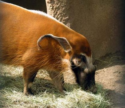 Image of <i>Potamochoerus <i>porcus</i></i> ssp. porcus