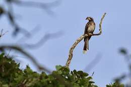 صورة Lophoceros pallidirostris (Hartlaub & Finsch 1870)