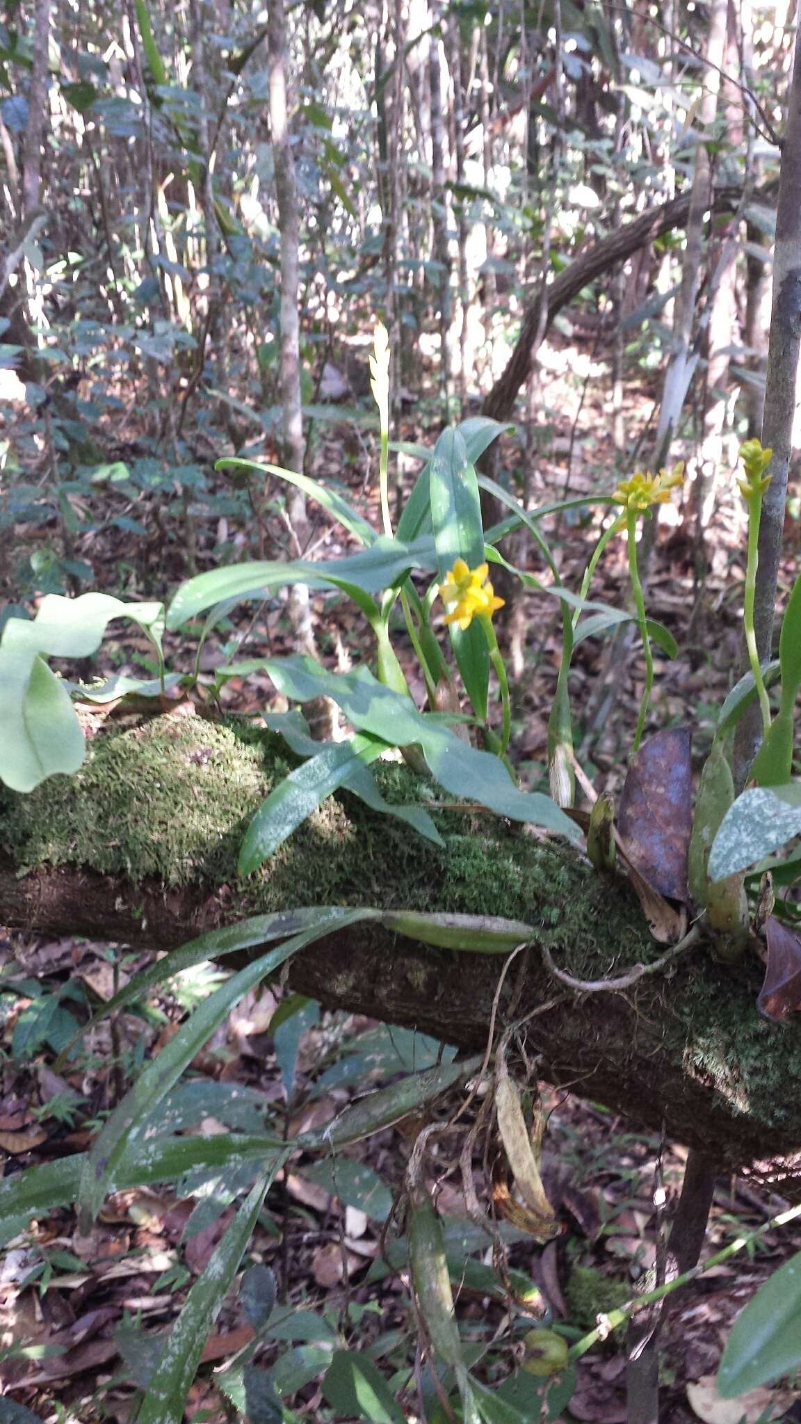 Image of Bulbophyllum auriflorum H. Perrier