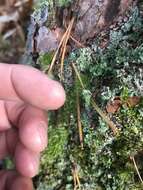 Image of cup lichen