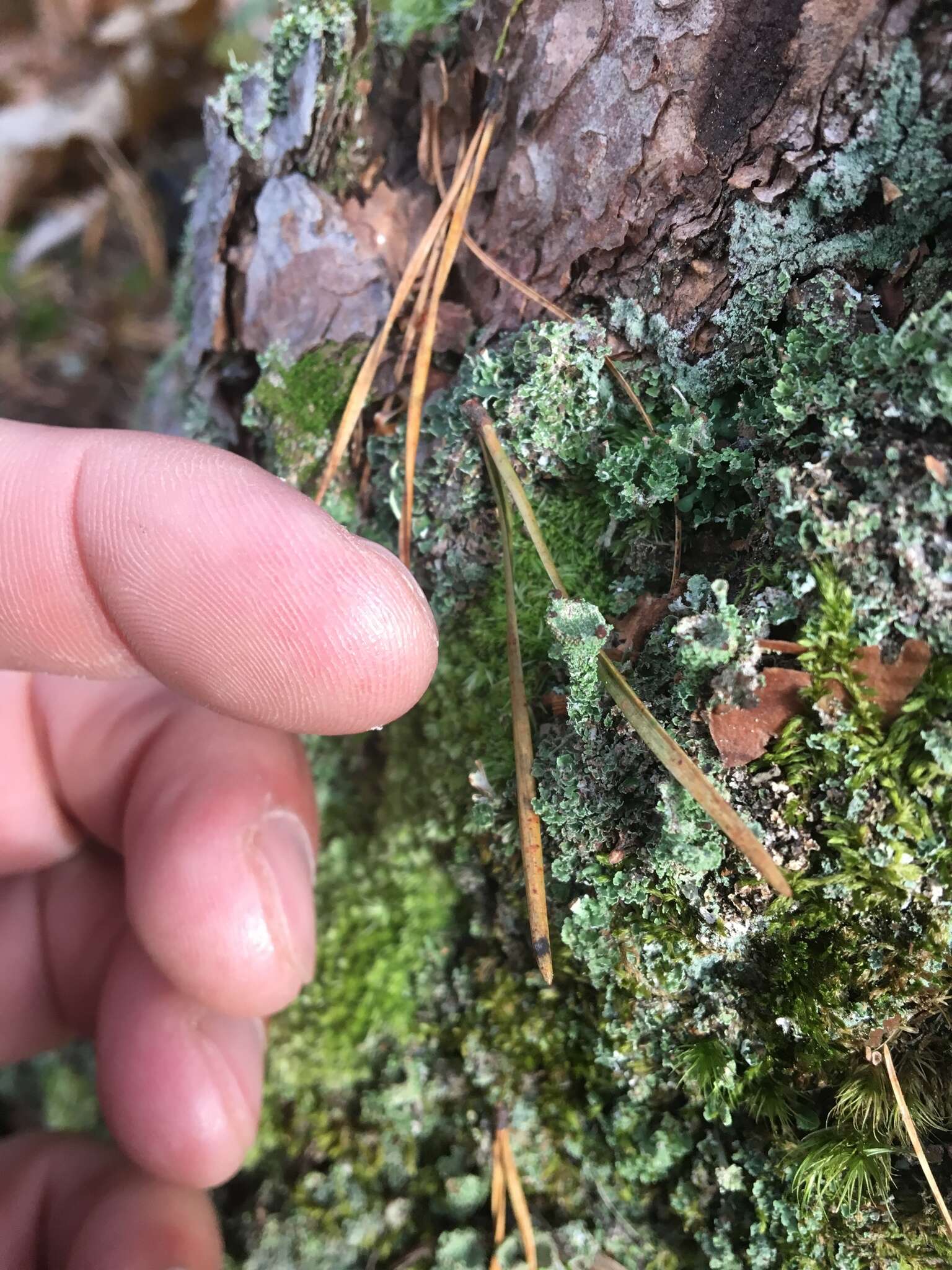 Image of cup lichen