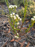 Image of Ixodia achillaeoides subsp. alata