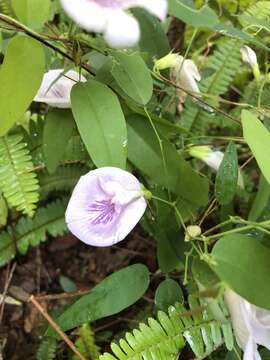 Clitoria mariana L. resmi