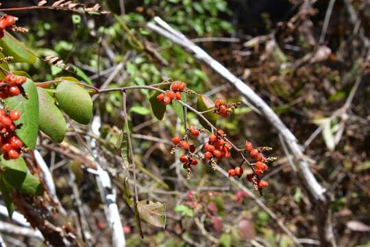 Image of Rhus terebinthifolia Schltdl. & Cham.