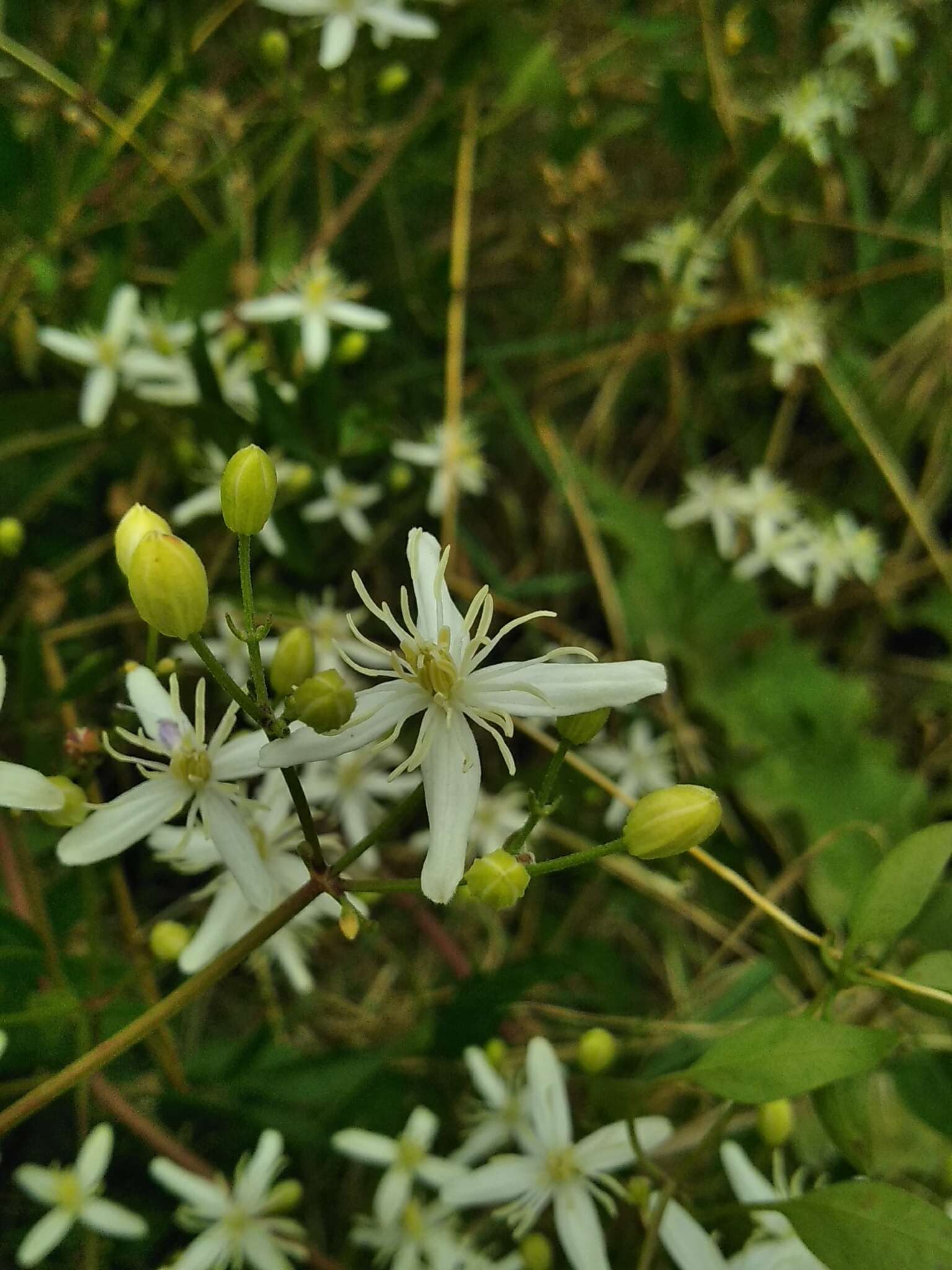 Plancia ëd Clematis flammula L.