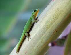 Imagem de Phelsuma v-nigra comoraegrandensis Meier 1986