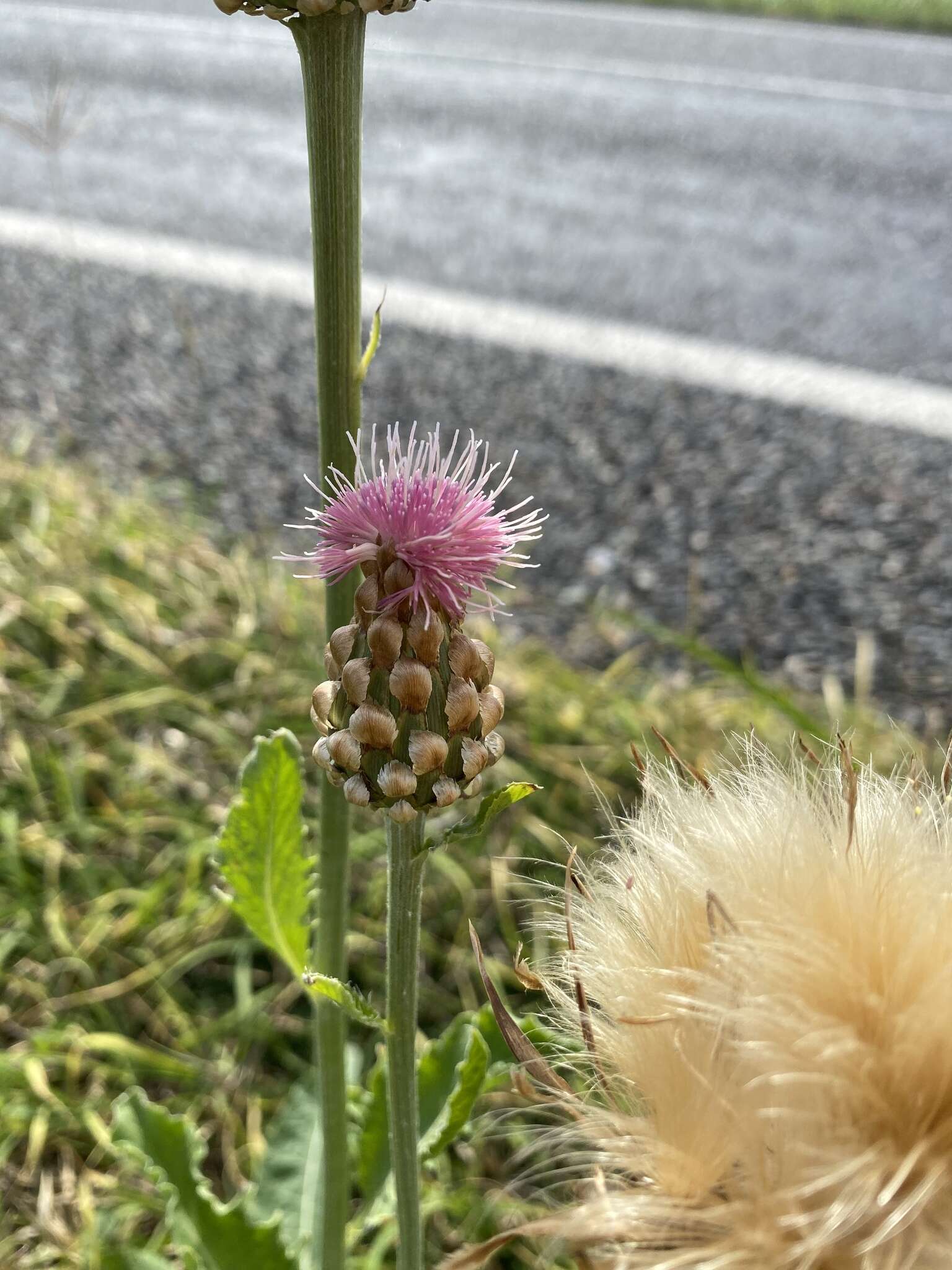 Image of Rhaponticum australe (Gaud.) Soskov