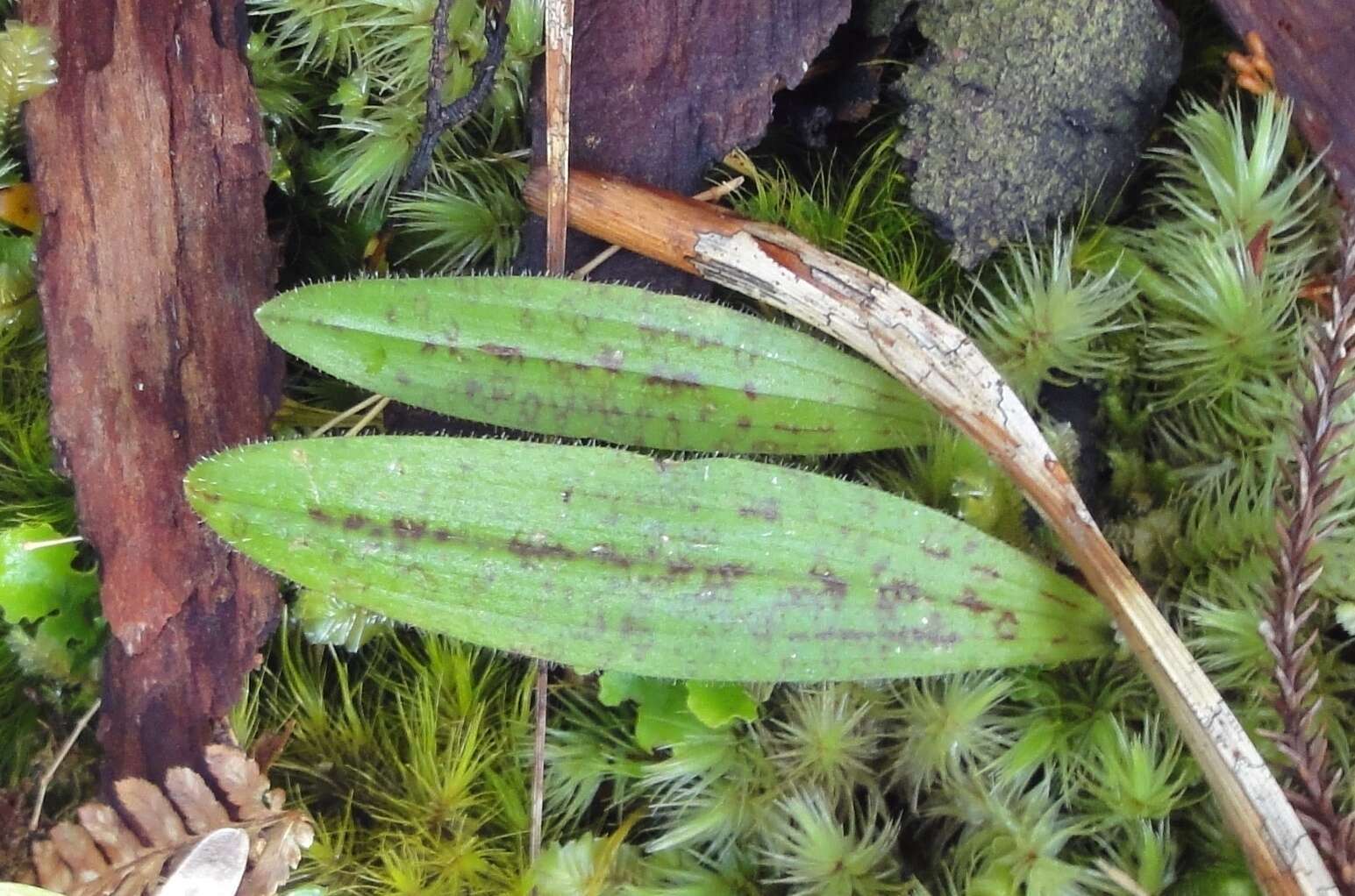 Image of Aporostylis bifolia (Hook. fil.) Rupp & Hatch