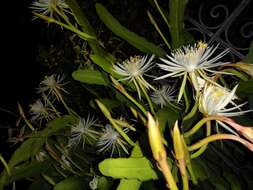 Image of Epiphyllum hookeri subsp. hookeri