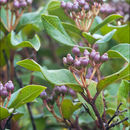 Image of <i>Viburnum <i>tinus</i></i> ssp. tinus