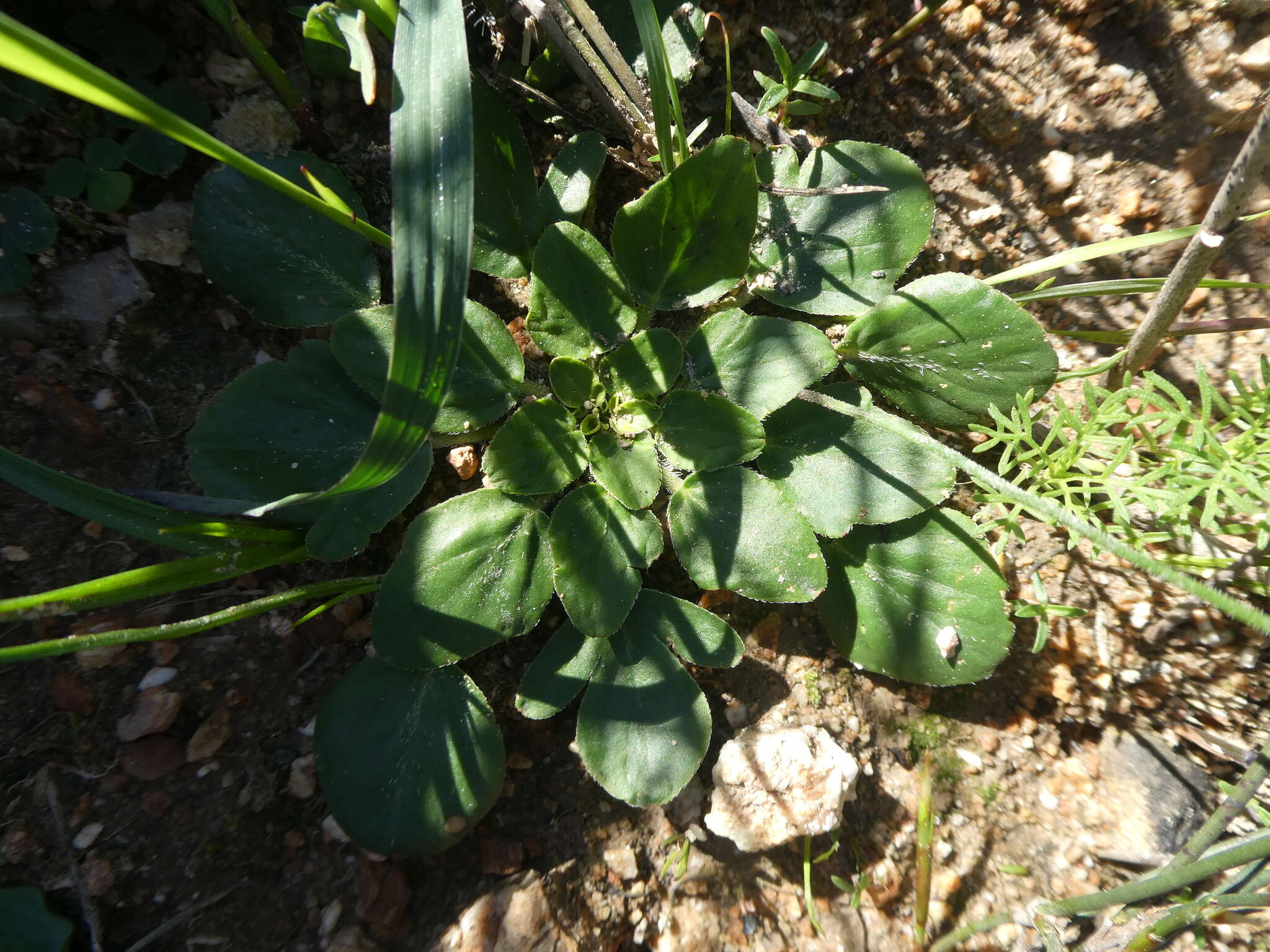 Image of Pelargonium chelidonium (Houtt.) DC.