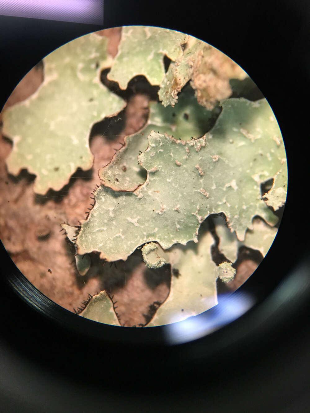 Image of shield lichen