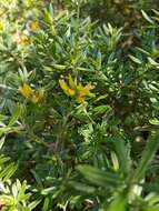 Image of <i>Genista linifolia</i> subsp. <i>pallida</i> (Poir.) P. Hanelt