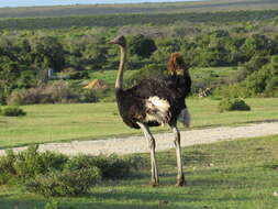 Image of ostriches