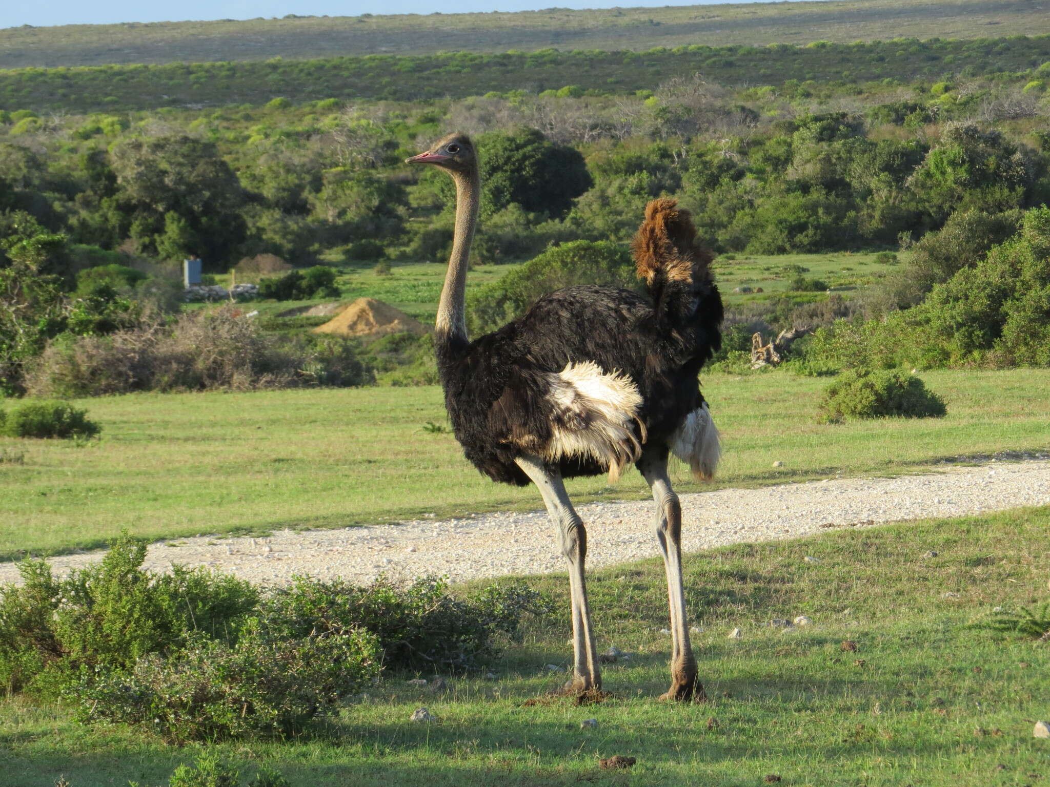 Image of ostriches