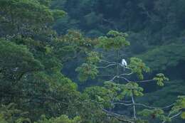 Sivun Pseudastur albicollis costaricensis (Sclater & WL 1919) kuva