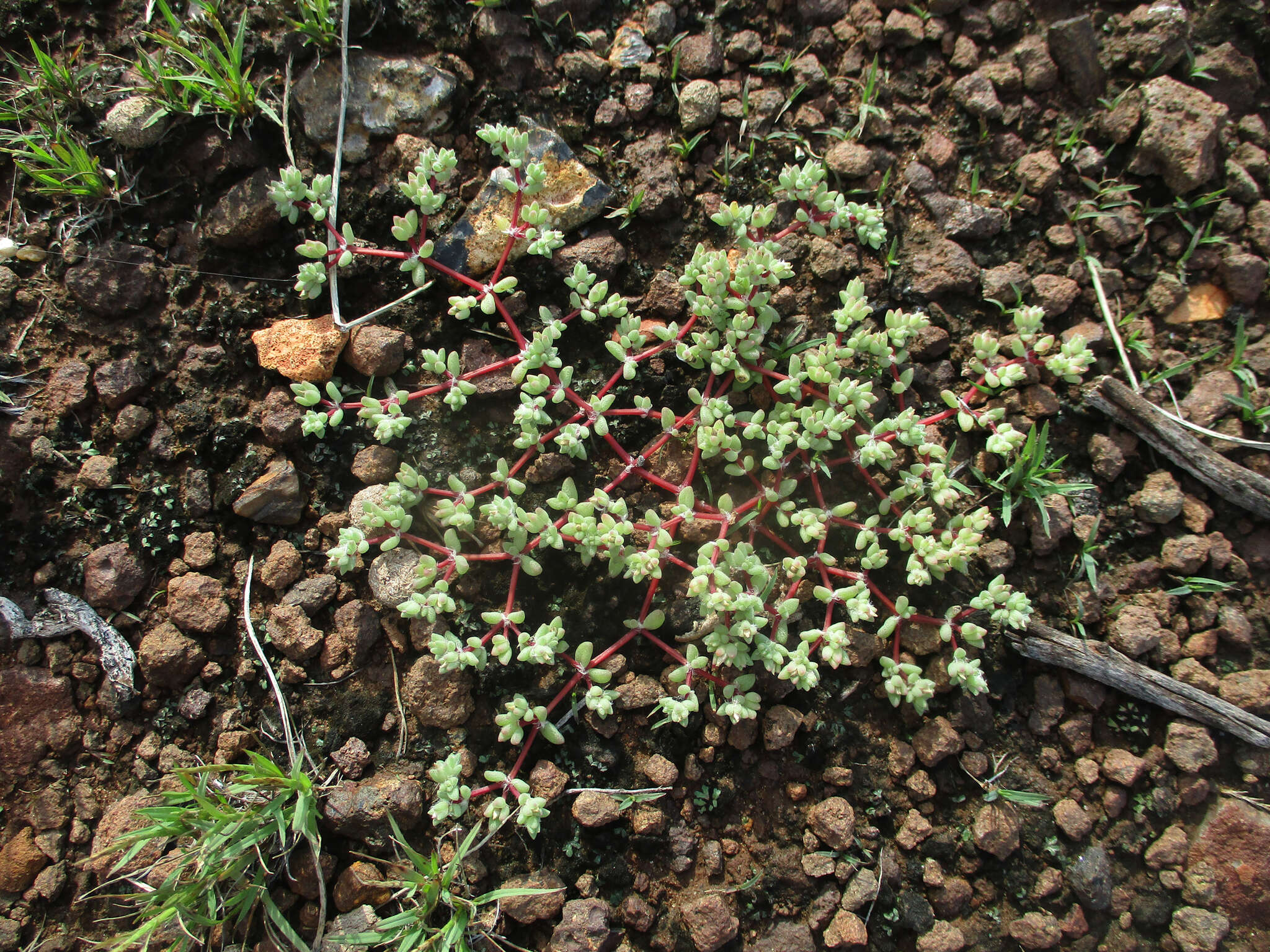 Image of Portulaca hereroensis Schinz