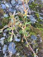 Plancia ëd Cerastium cerastoides (L.) Britton