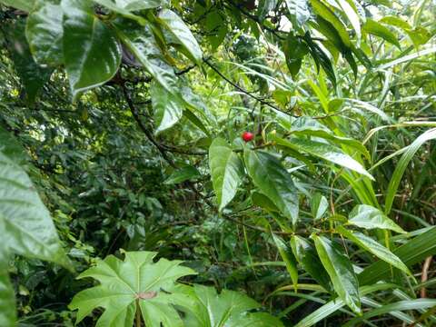 Ficus ampelas Burm. fil. resmi