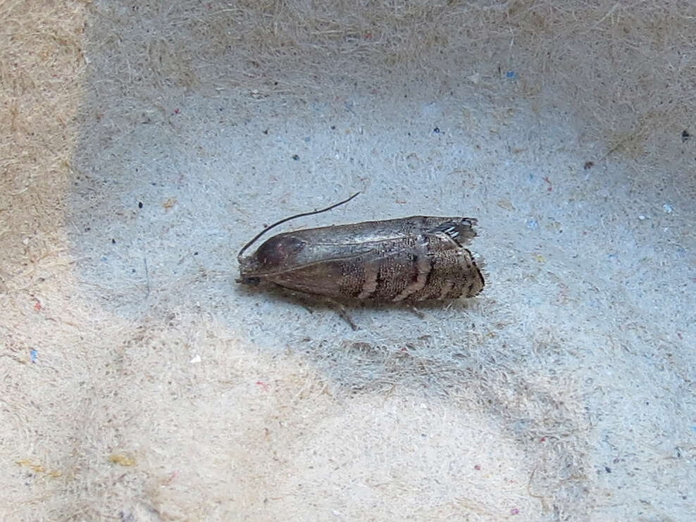 Image of Eastern Pine Seedworm Moth