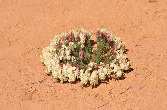 Image of Wreath Flower