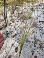 Image of Austrostipa macalpinei (Reader) S. W. L. Jacobs & J. Everett