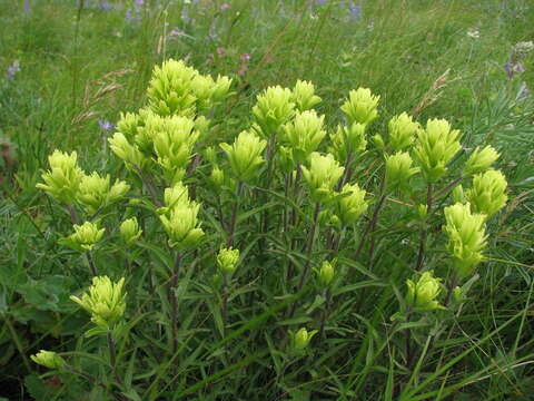 Image of stiff yellow Indian paintbrush