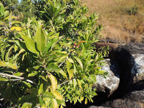 Image of Ilex mitis var. mitis