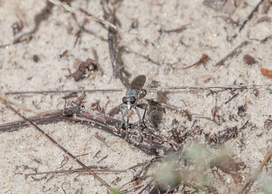 Image of Three-banded Robber Fly