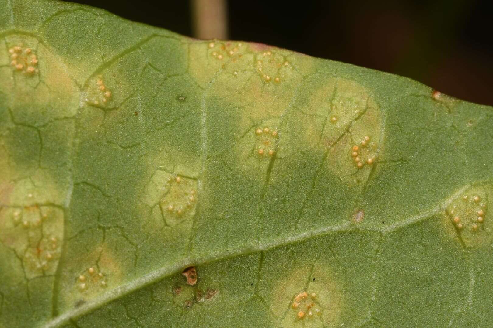 Image de Puccinia convolvuli (Pers.) Castagne 1842