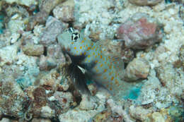 Image of Spotted prawn goby