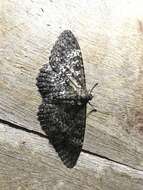 Image of Feigeria scops