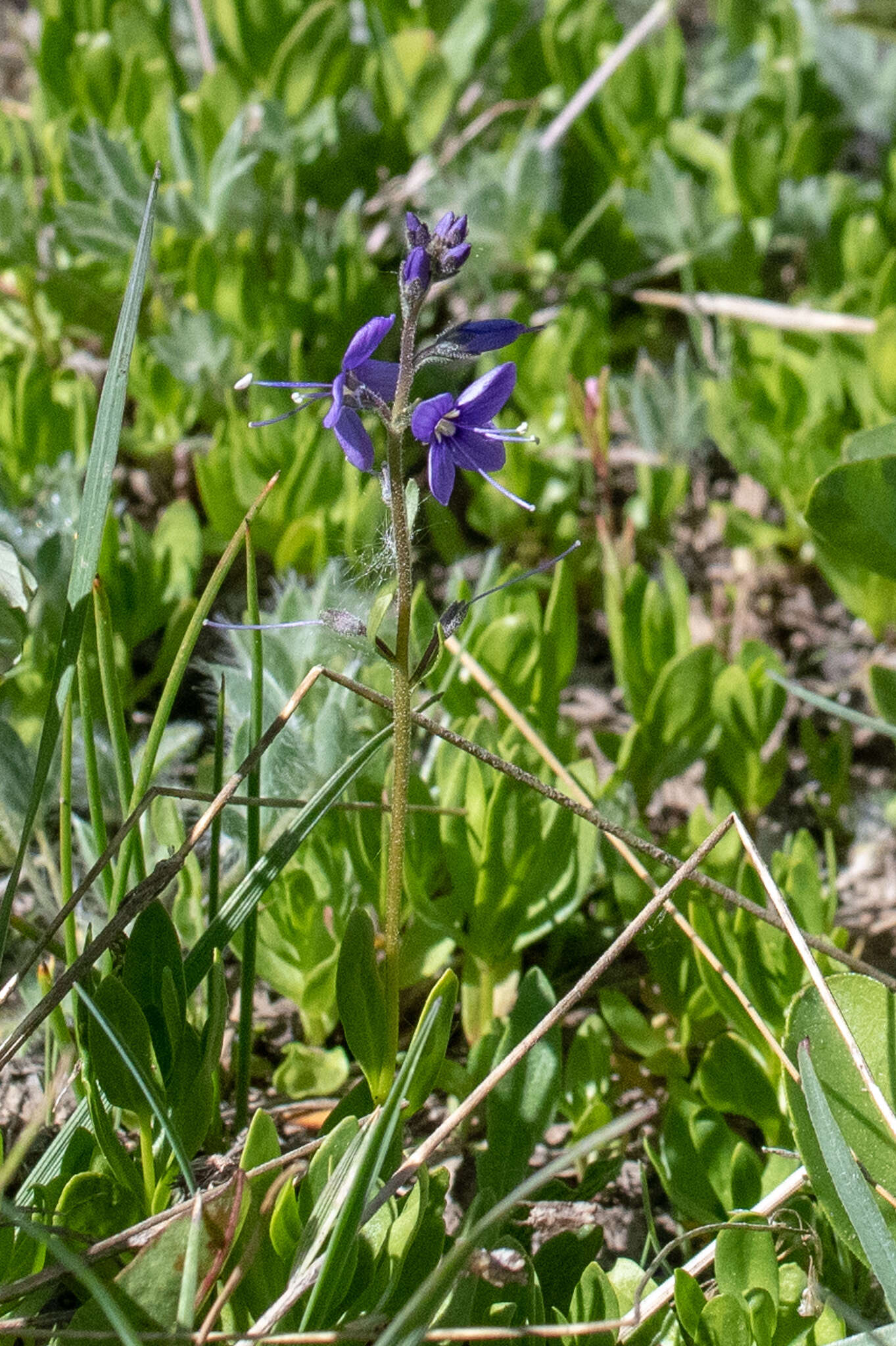 Image de Veronica cusickii A. Gray