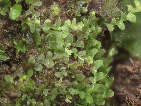 Image of Calypogeia subgen. Asperifoliae (Warnst.) R. M. Schust.