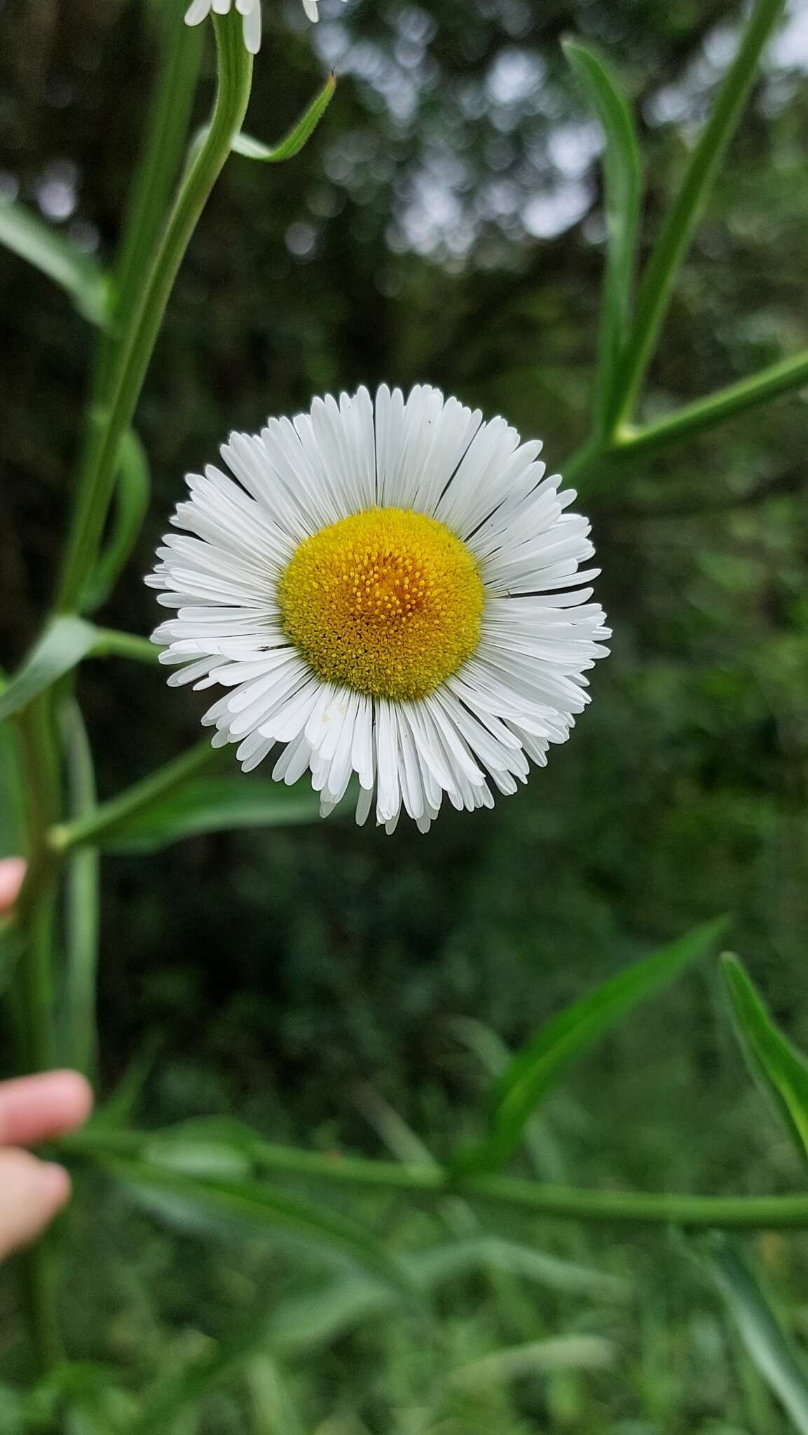 Image of Leptostelma maxima D. Don